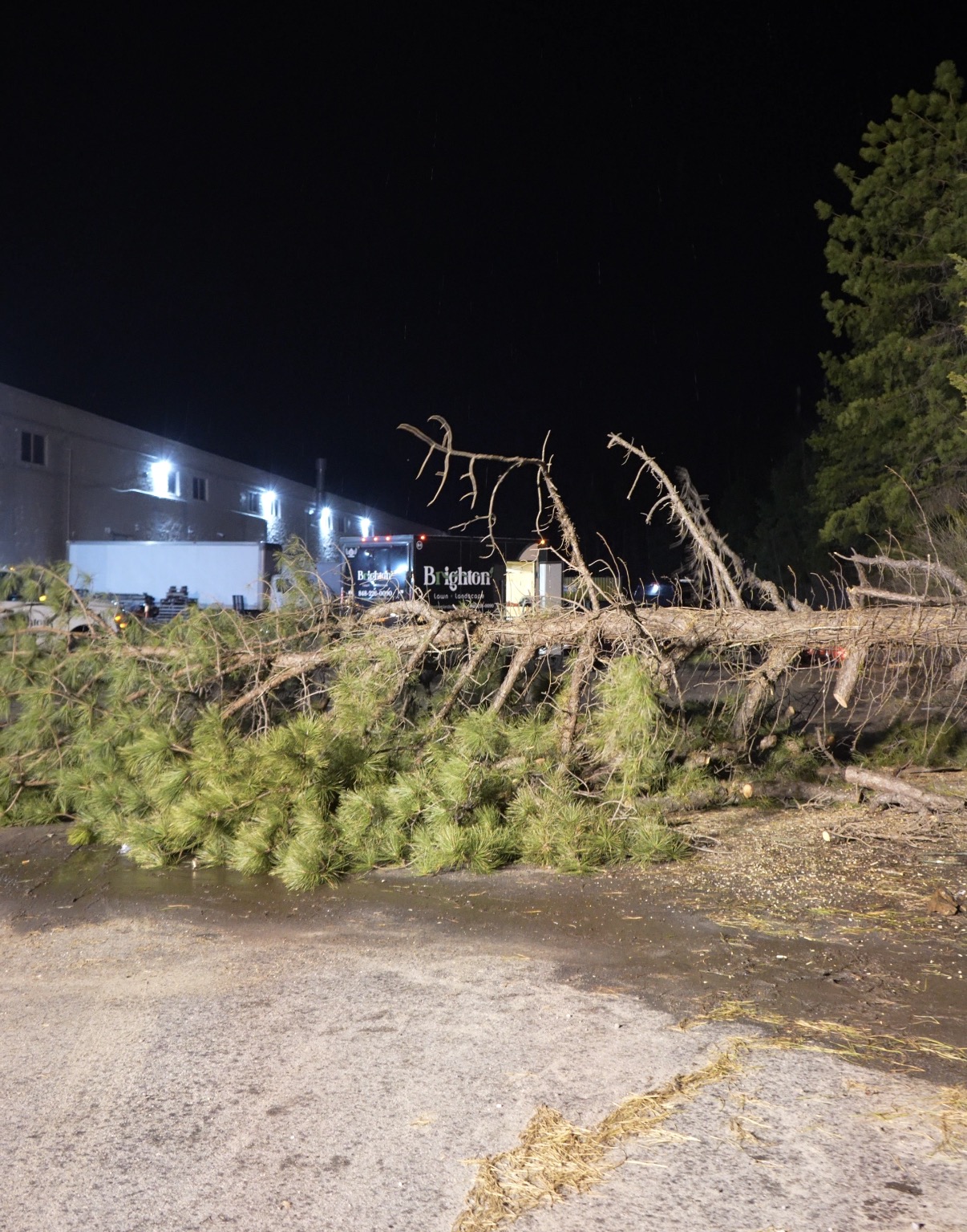 Emergency Tree Removal - Night Shift 