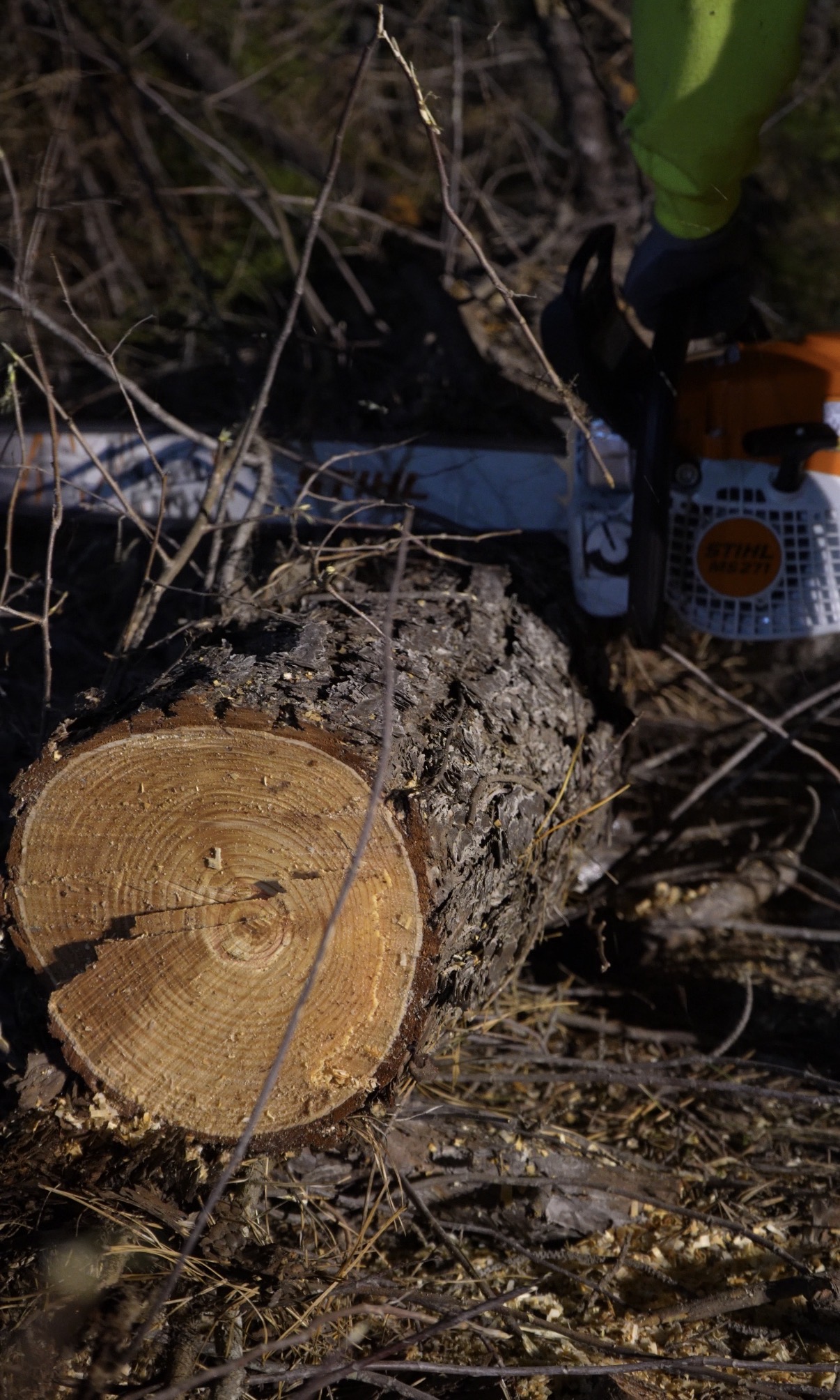 Emergency Tree Removal - Night Shift 