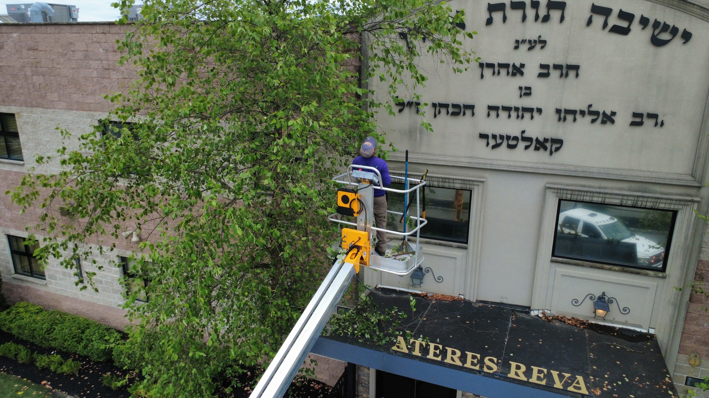 Tree Removal & Pruning
